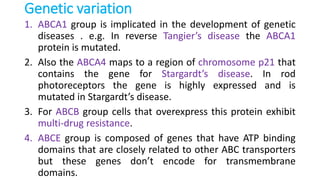 Genetic variation
1. ABCA1 group is implicated in the development of genetic
diseases . e.g. In reverse Tangier’s disease the ABCA1
protein is mutated.
2. Also the ABCA4 maps to a region of chromosome p21 that
contains the gene for Stargardt’s disease. In rod
photoreceptors the gene is highly expressed and is
mutated in Stargardt’s disease.
3. For ABCB group cells that overexpress this protein exhibit
multi-drug resistance.
4. ABCE group is composed of genes that have ATP binding
domains that are closely related to other ABC transporters
but these genes don’t encode for transmembrane
domains.
 