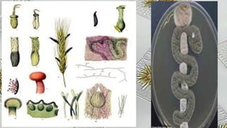 Ergot Injection PHARMACOGNOSTICAL STUDY OF ERGOT (INDOLE ALKAOIDS ).pptx