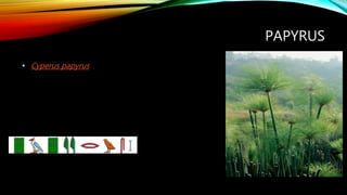 PAPYRUS
• Cyperus papyrus
 