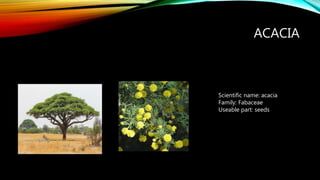 ACACIA
Scientific name: acacia
Family: Fabaceae
Useable part: seeds
 