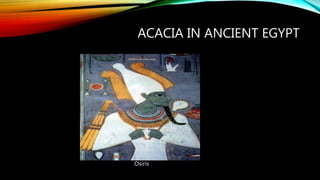 ACACIA IN ANCIENT EGYPT
Osiris
 