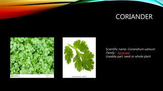 CORIANDER
Scientific name: Coriandrum sativum
Family : Apiaceae
Useable part: seed or whole plant
 