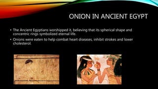 ONION IN ANCIENT EGYPT
• The Ancient Egyptians worshipped it, believing that its spherical shape and
concentric rings symbolized eternal life.
• Onions were eaten to help combat heart diseases, inhibit strokes and lower
cholesterol.
 