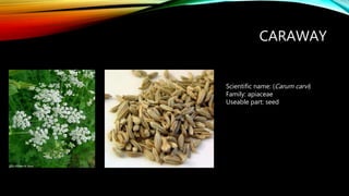 CARAWAY
Scientific name: (Carum carvi)
Family: apiaceae
Useable part: seed
 