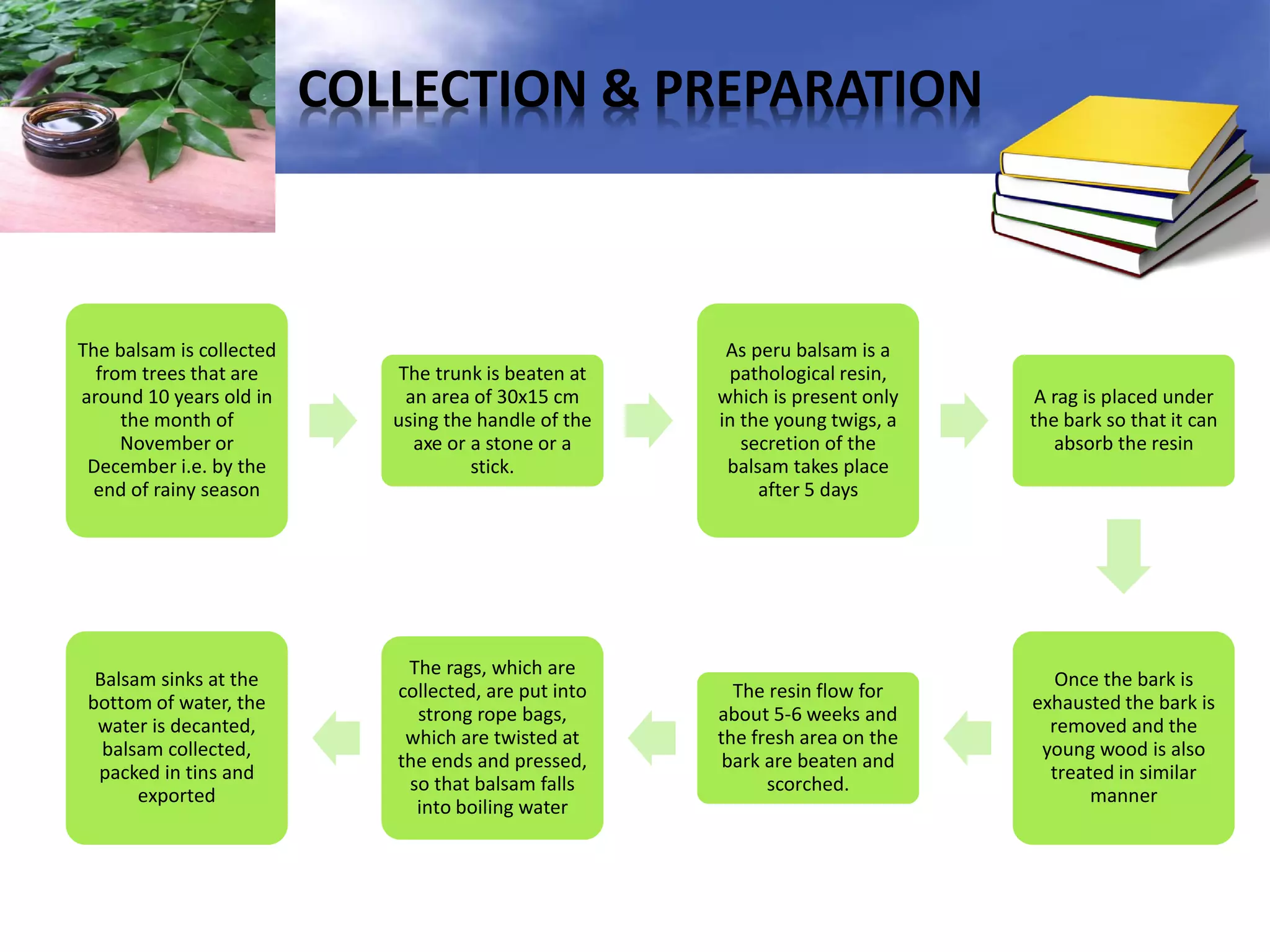 COLLECTION & PREPARATION

The balsam is collected
from trees that are
around 10 years old in
the month of
November or
December i.e. by the
end of rainy season

The trunk is beaten at
an area of 30x15 cm
using the handle of the
axe or a stone or a
stick.

As peru balsam is a
pathological resin,
which is present only
in the young twigs, a
secretion of the
balsam takes place
after 5 days

A rag is placed under
the bark so that it can
absorb the resin

Balsam sinks at the
bottom of water, the
water is decanted,
balsam collected,
packed in tins and
exported

The rags, which are
collected, are put into
strong rope bags,
which are twisted at
the ends and pressed,
so that balsam falls
into boiling water

The resin flow for
about 5-6 weeks and
the fresh area on the
bark are beaten and
scorched.

Once the bark is
exhausted the bark is
removed and the
young wood is also
treated in similar
manner

 