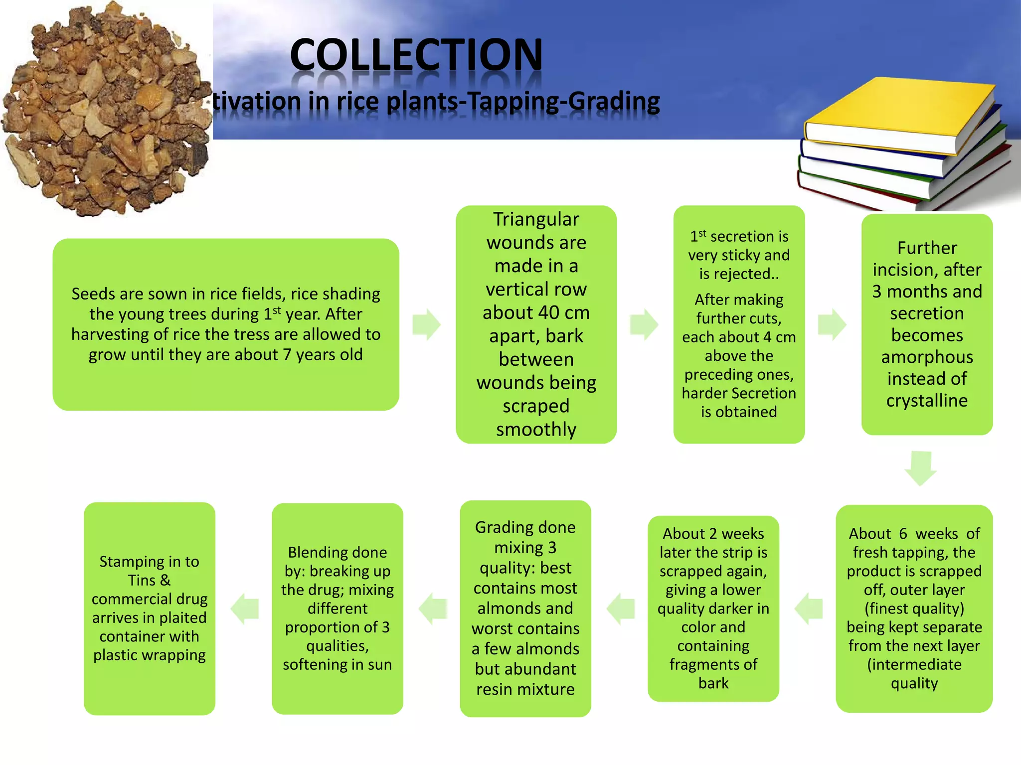 COLLECTION
Cultivation in rice plants-Tapping-Grading

Seeds are sown in rice fields, rice shading
the young trees during 1st year. After
harvesting of rice the tress are allowed to
grow until they are about 7 years old

Stamping in to
Tins &
commercial drug
arrives in plaited
container with
plastic wrapping

Blending done
by: breaking up
the drug; mixing
different
proportion of 3
qualities,
softening in sun

Triangular
wounds are
made in a
vertical row
about 40 cm
apart, bark
between
wounds being
scraped
smoothly

Grading done
mixing 3
quality: best
contains most
almonds and
worst contains
a few almonds
but abundant
resin mixture

1st secretion is
very sticky and
is rejected..
After making
further cuts,
each about 4 cm
above the
preceding ones,
harder Secretion
is obtained

About 2 weeks
later the strip is
scrapped again,
giving a lower
quality darker in
color and
containing
fragments of
bark

Further
incision, after
3 months and
secretion
becomes
amorphous
instead of
crystalline

About 6 weeks of
fresh tapping, the
product is scrapped
off, outer layer
(finest quality)
being kept separate
from the next layer
(intermediate
quality

 