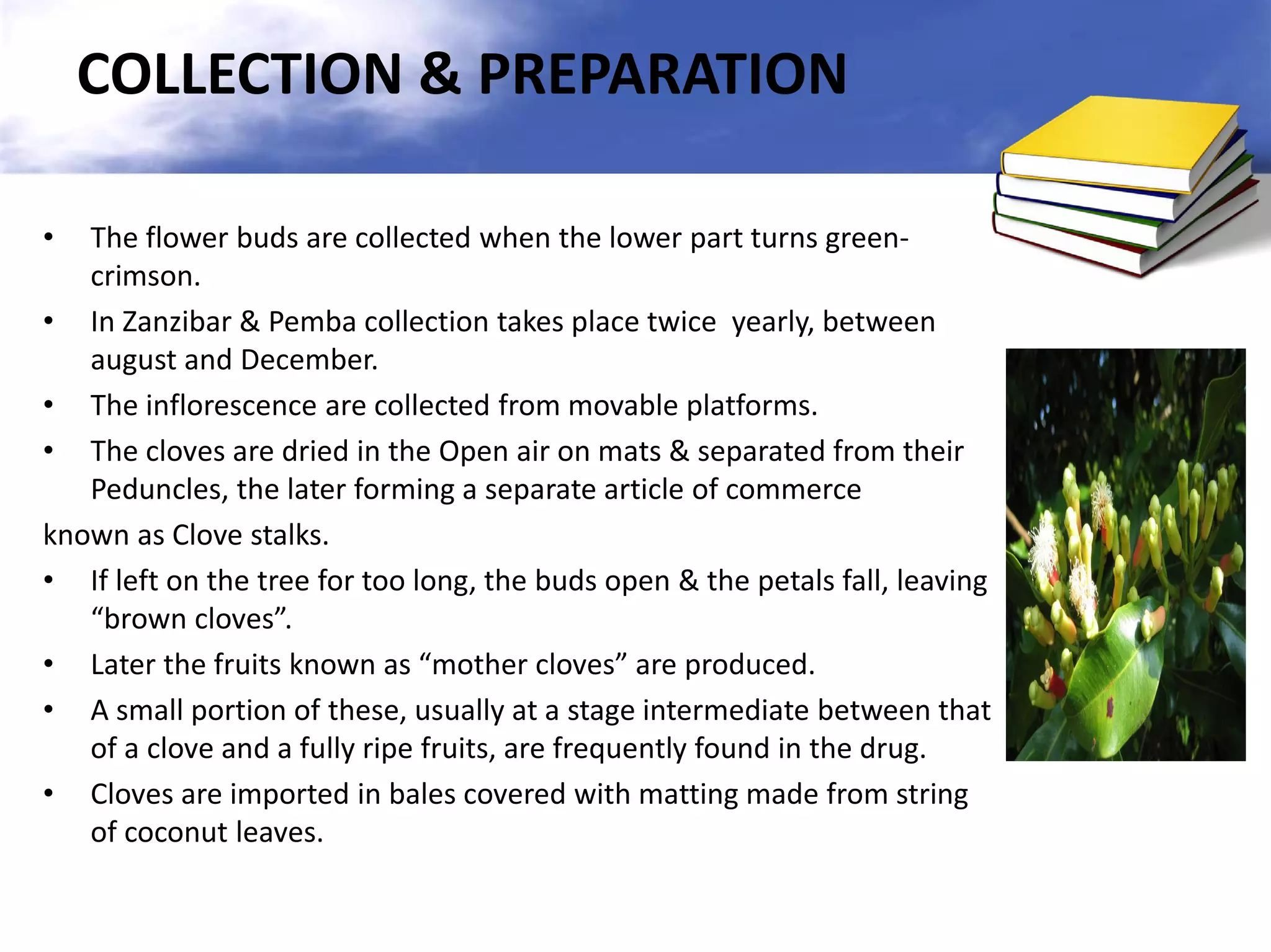 COLLECTION & PREPARATION
The flower buds are collected when the lower part turns greencrimson.
• In Zanzibar & Pemba collection takes place twice yearly, between
august and December.
• The inflorescence are collected from movable platforms.
• The cloves are dried in the Open air on mats & separated from their
Peduncles, the later forming a separate article of commerce
known as Clove stalks.
• If left on the tree for too long, the buds open & the petals fall, leaving
“brown cloves”.
• Later the fruits known as “mother cloves” are produced.
• A small portion of these, usually at a stage intermediate between that
of a clove and a fully ripe fruits, are frequently found in the drug.
• Cloves are imported in bales covered with matting made from string
of coconut leaves.
•

 