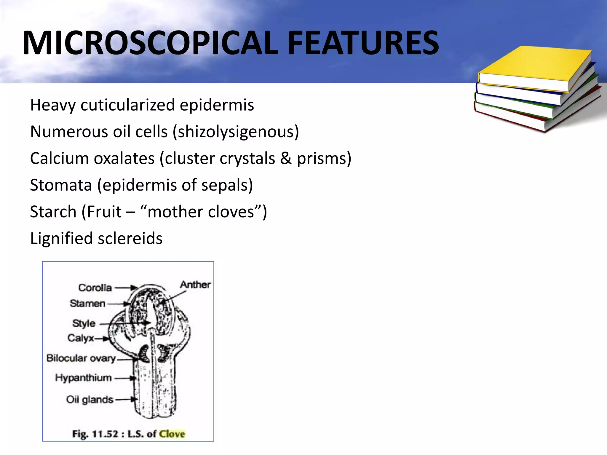 MICROSCOPICAL FEATURES
Heavy cuticularized epidermis
Numerous oil cells (shizolysigenous)
Calcium oxalates (cluster crystals & prisms)
Stomata (epidermis of sepals)
Starch (Fruit – “mother cloves”)
Lignified sclereids

 