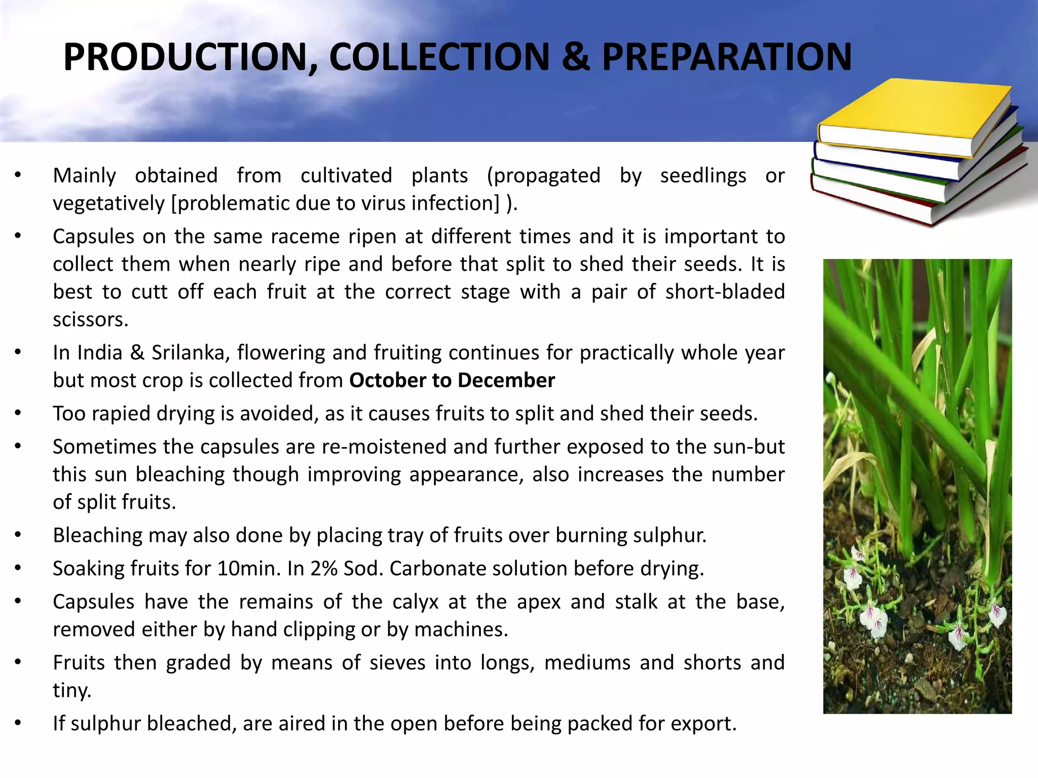 PRODUCTION, COLLECTION & PREPARATION
•
•

•
•
•

•
•
•
•
•

Mainly obtained from cultivated plants (propagated by seedlings or
vegetatively [problematic due to virus infection] ).
Capsules on the same raceme ripen at different times and it is important to
collect them when nearly ripe and before that split to shed their seeds. It is
best to cutt off each fruit at the correct stage with a pair of short-bladed
scissors.
In India & Srilanka, flowering and fruiting continues for practically whole year
but most crop is collected from October to December
Too rapied drying is avoided, as it causes fruits to split and shed their seeds.
Sometimes the capsules are re-moistened and further exposed to the sun-but
this sun bleaching though improving appearance, also increases the number
of split fruits.
Bleaching may also done by placing tray of fruits over burning sulphur.
Soaking fruits for 10min. In 2% Sod. Carbonate solution before drying.
Capsules have the remains of the calyx at the apex and stalk at the base,
removed either by hand clipping or by machines.
Fruits then graded by means of sieves into longs, mediums and shorts and
tiny.
If sulphur bleached, are aired in the open before being packed for export.

 