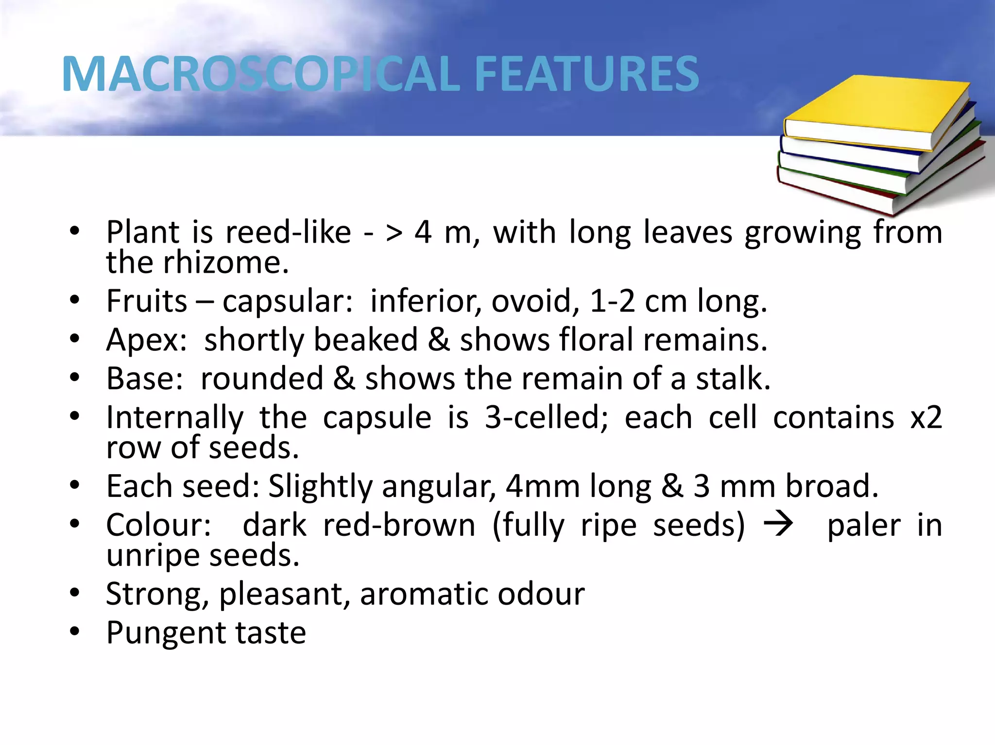 MACROSCOPICAL FEATURES
• Plant is reed-like - > 4 m, with long leaves growing from
the rhizome.
• Fruits – capsular: inferior, ovoid, 1-2 cm long.
• Apex: shortly beaked & shows floral remains.
• Base: rounded & shows the remain of a stalk.
• Internally the capsule is 3-celled; each cell contains x2
row of seeds.
• Each seed: Slightly angular, 4mm long & 3 mm broad.
• Colour: dark red-brown (fully ripe seeds)  paler in
unripe seeds.
• Strong, pleasant, aromatic odour
• Pungent taste

 