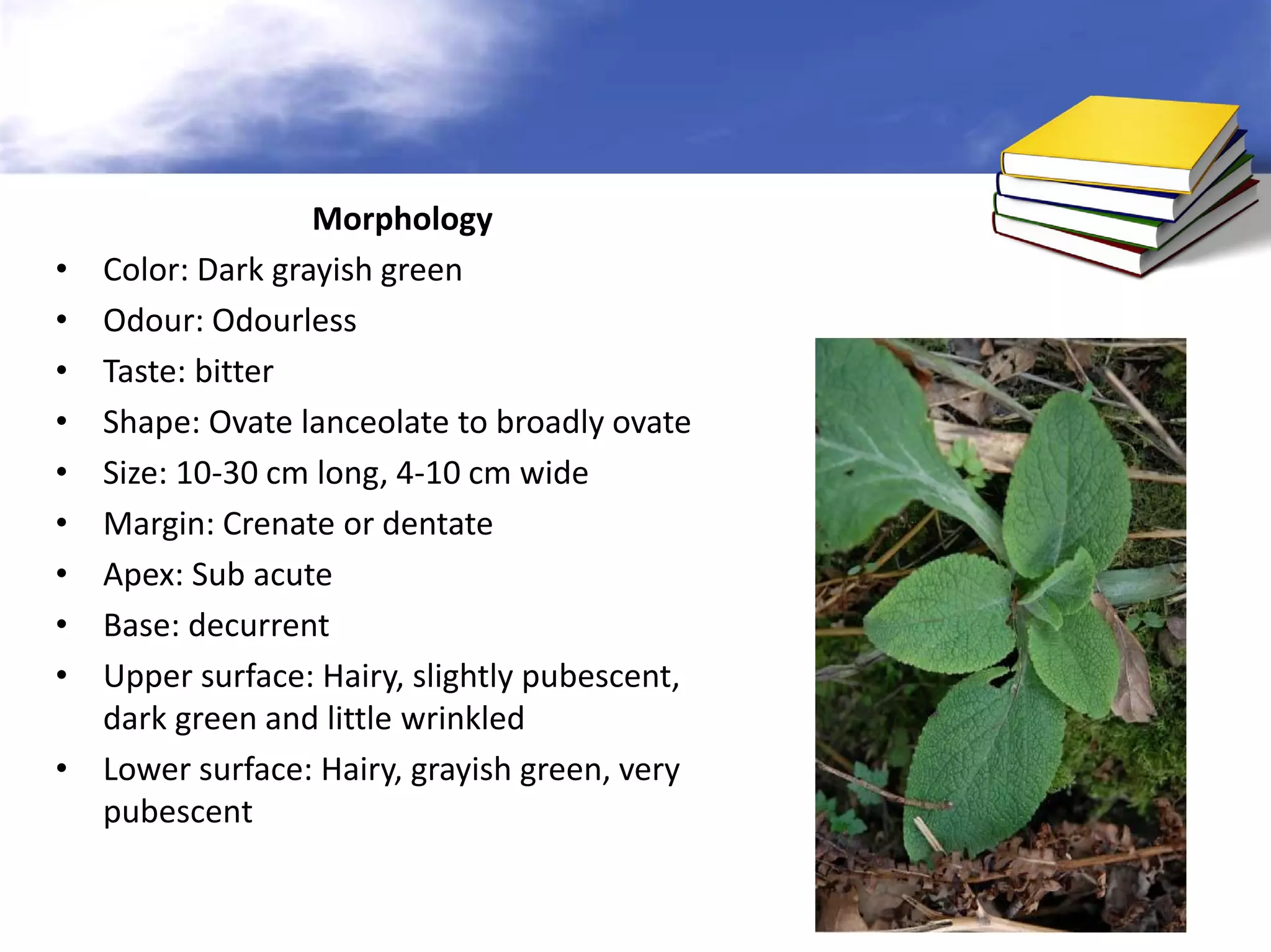 •
•
•
•
•
•
•
•
•
•

Morphology
Color: Dark grayish green
Odour: Odourless
Taste: bitter
Shape: Ovate lanceolate to broadly ovate
Size: 10-30 cm long, 4-10 cm wide
Margin: Crenate or dentate
Apex: Sub acute
Base: decurrent
Upper surface: Hairy, slightly pubescent,
dark green and little wrinkled
Lower surface: Hairy, grayish green, very
pubescent

 