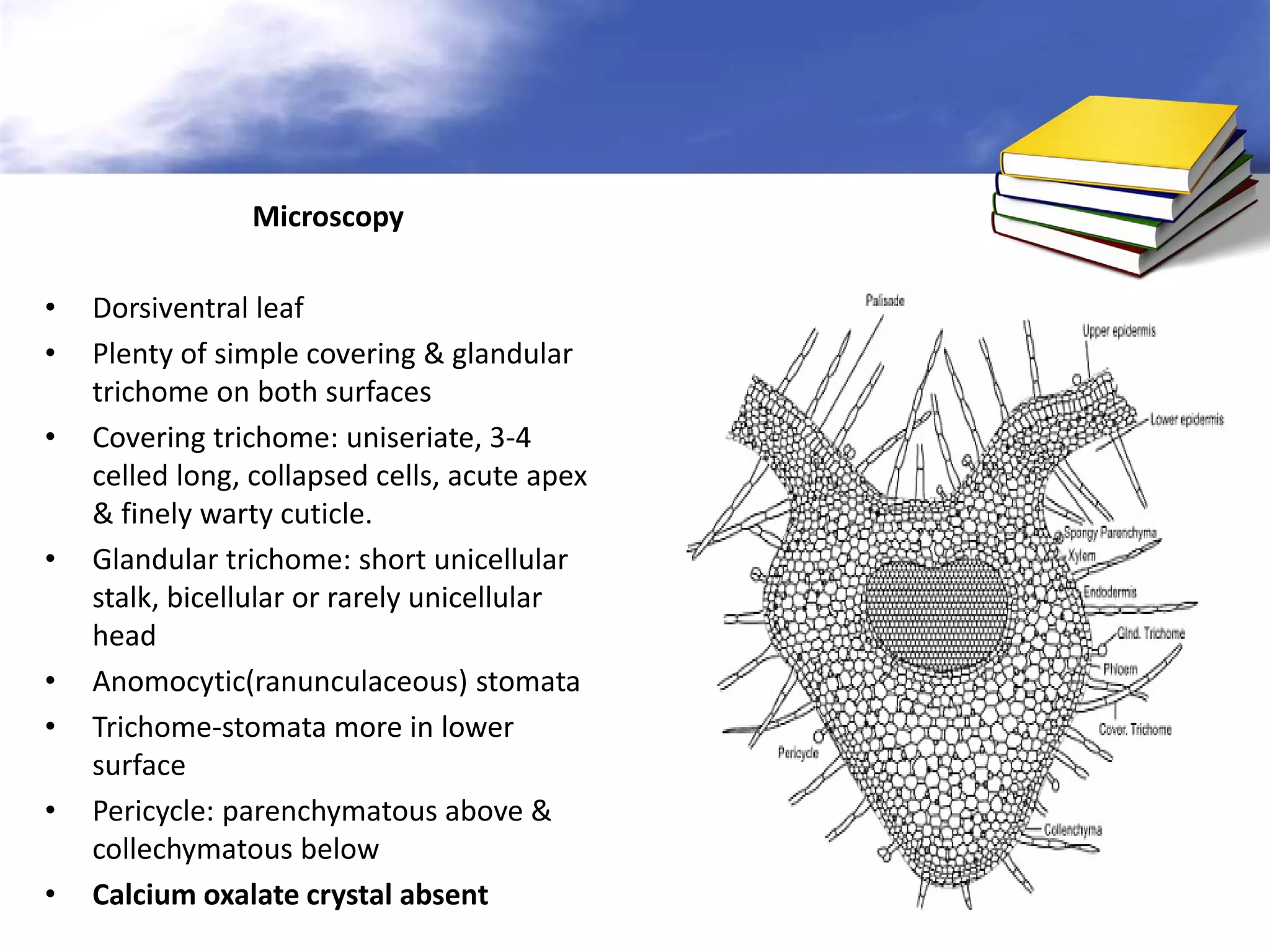 Microscopy
•
•
•

•

•
•
•
•

Dorsiventral leaf
Plenty of simple covering & glandular
trichome on both surfaces
Covering trichome: uniseriate, 3-4
celled long, collapsed cells, acute apex
& finely warty cuticle.
Glandular trichome: short unicellular
stalk, bicellular or rarely unicellular
head
Anomocytic(ranunculaceous) stomata
Trichome-stomata more in lower
surface
Pericycle: parenchymatous above &
collechymatous below
Calcium oxalate crystal absent

 