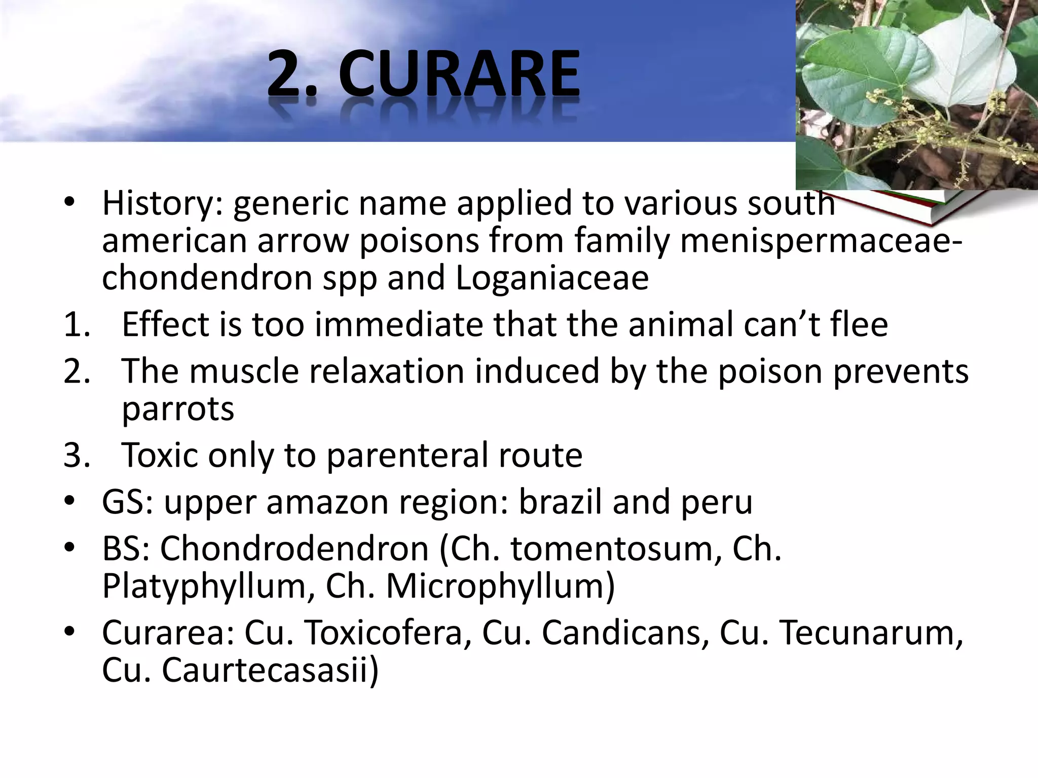 2. CURARE
• History: generic name applied to various south
american arrow poisons from family menispermaceaechondendron spp and Loganiaceae
1. Effect is too immediate that the animal can’t flee
2. The muscle relaxation induced by the poison prevents
parrots
3. Toxic only to parenteral route
• GS: upper amazon region: brazil and peru
• BS: Chondrodendron (Ch. tomentosum, Ch.
Platyphyllum, Ch. Microphyllum)
• Curarea: Cu. Toxicofera, Cu. Candicans, Cu. Tecunarum,
Cu. Caurtecasasii)

 