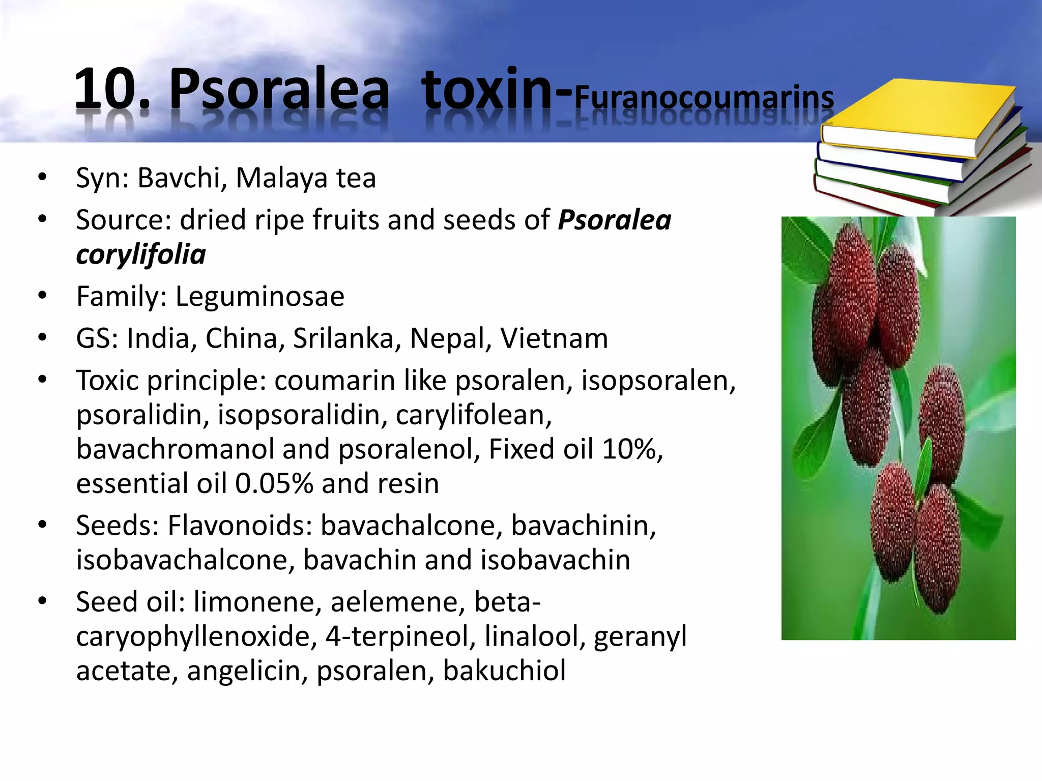 10. Psoralea toxin-Furanocoumarins
• Syn: Bavchi, Malaya tea
• Source: dried ripe fruits and seeds of Psoralea
corylifolia
• Family: Leguminosae
• GS: India, China, Srilanka, Nepal, Vietnam
• Toxic principle: coumarin like psoralen, isopsoralen,
psoralidin, isopsoralidin, carylifolean,
bavachromanol and psoralenol, Fixed oil 10%,
essential oil 0.05% and resin
• Seeds: Flavonoids: bavachalcone, bavachinin,
isobavachalcone, bavachin and isobavachin
• Seed oil: limonene, aelemene, betacaryophyllenoxide, 4-terpineol, linalool, geranyl
acetate, angelicin, psoralen, bakuchiol

 