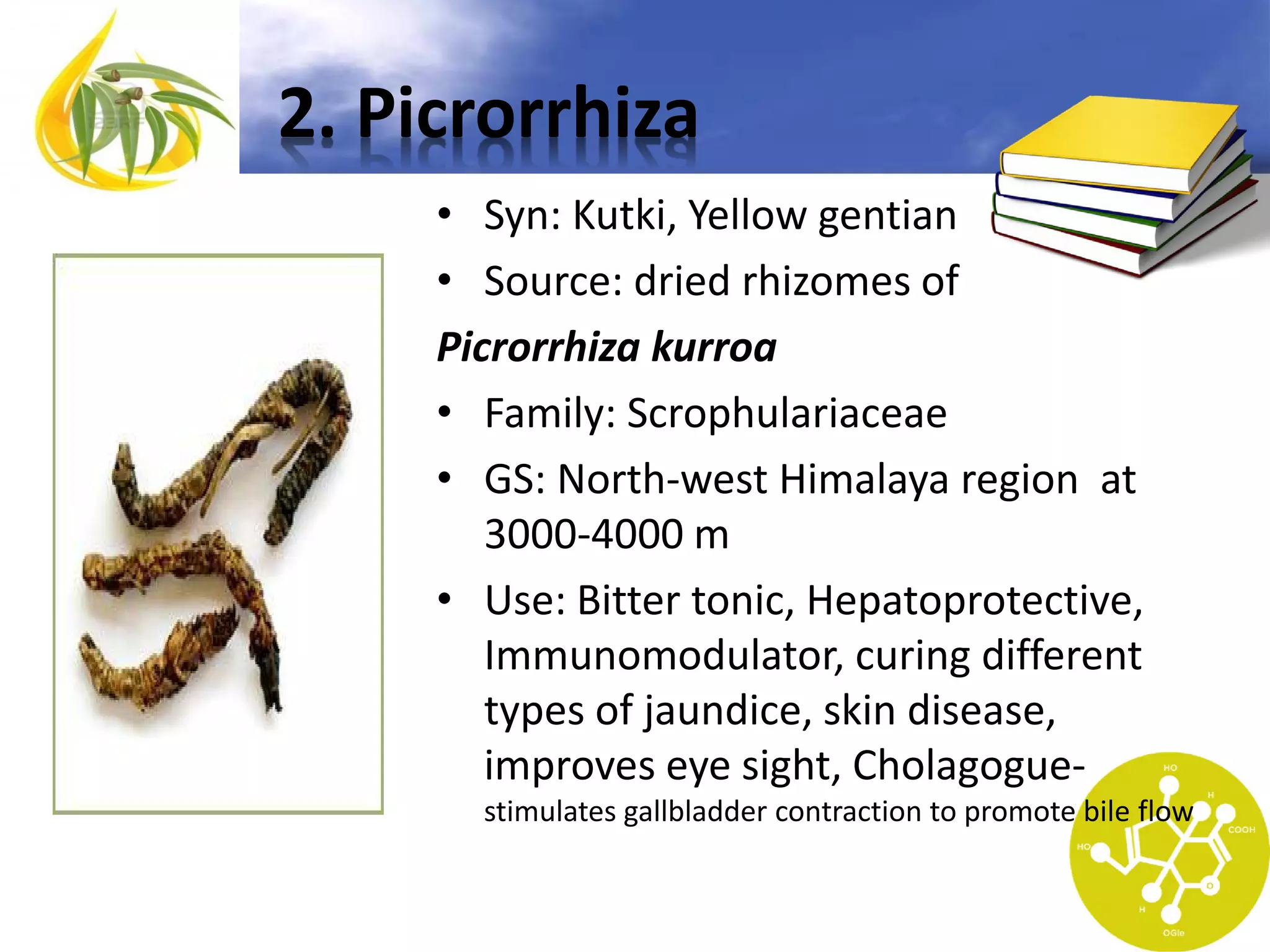 2. Picrorrhiza
• Syn: Kutki, Yellow gentian
• Source: dried rhizomes of
Picrorrhiza kurroa
• Family: Scrophulariaceae
• GS: North-west Himalaya region at
3000-4000 m
• Use: Bitter tonic, Hepatoprotective,
Immunomodulator, curing different
types of jaundice, skin disease,
improves eye sight, Cholagoguestimulates gallbladder contraction to promote bile flow

 