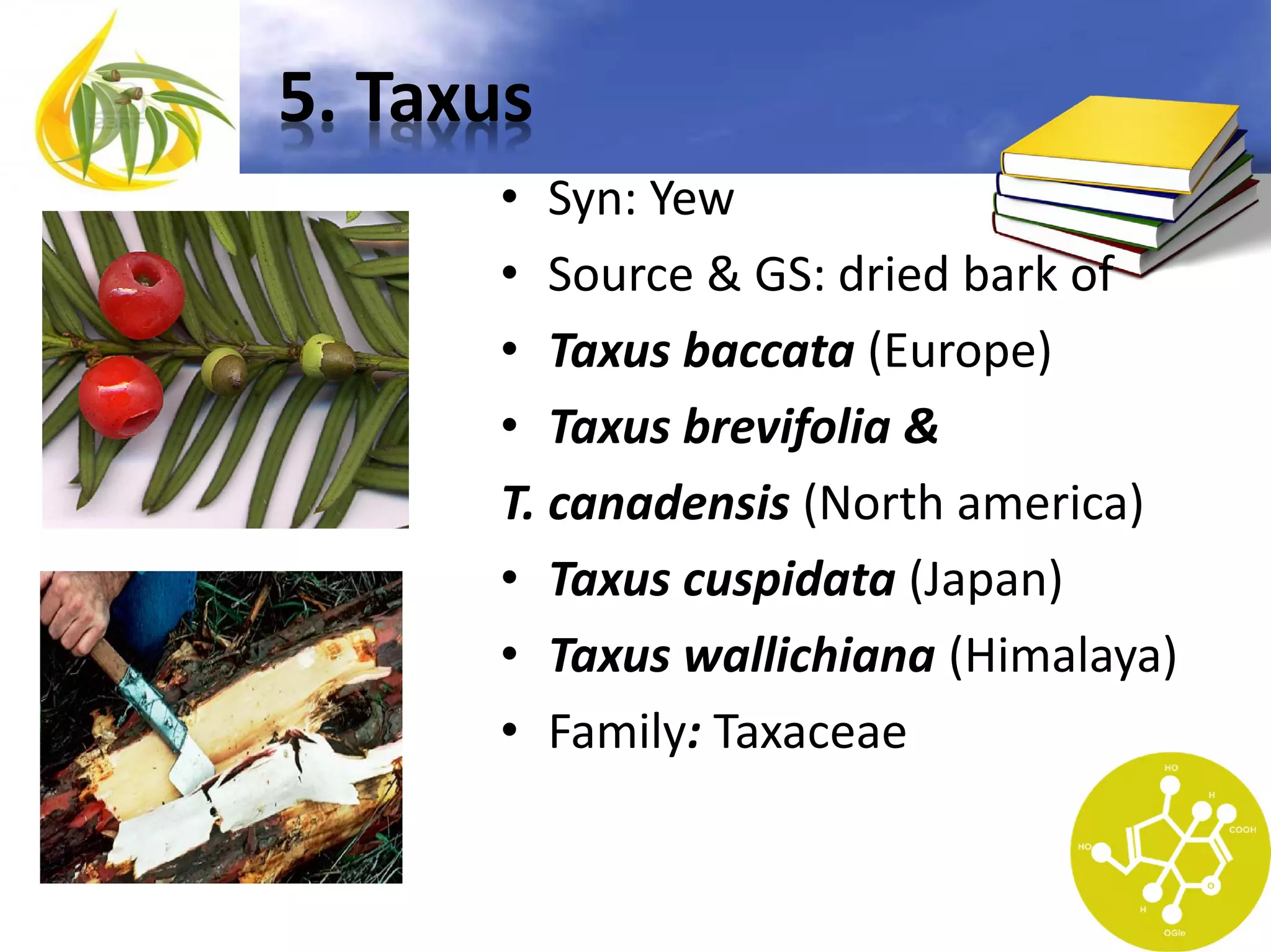 5. Taxus
• Syn: Yew
• Source & GS: dried bark of
• Taxus baccata (Europe)
• Taxus brevifolia &
T. canadensis (North america)
• Taxus cuspidata (Japan)
• Taxus wallichiana (Himalaya)
• Family: Taxaceae

 