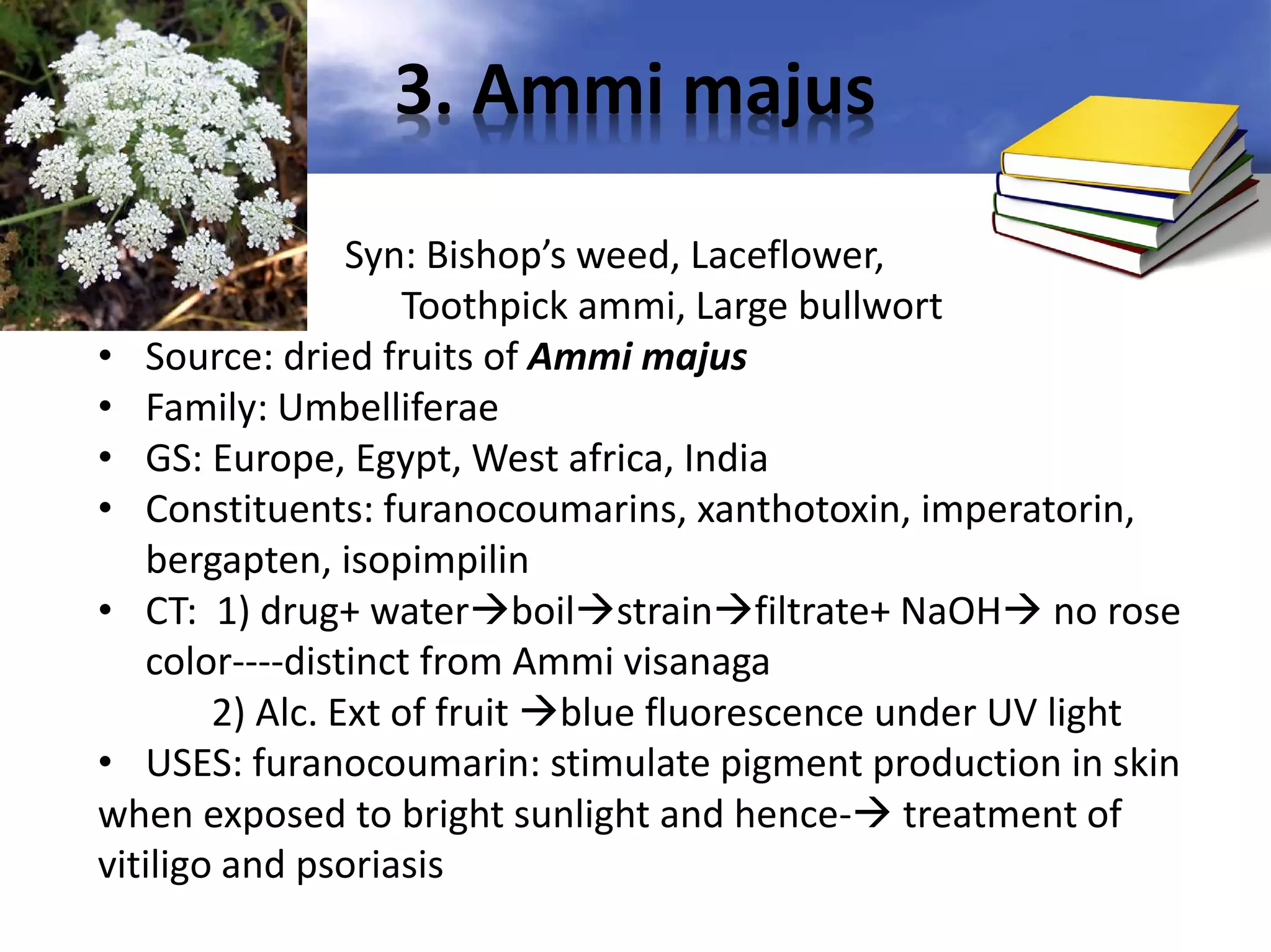 3. Ammi majus
Syn: Bishop’s weed, Laceflower,
Toothpick ammi, Large bullwort
• Source: dried fruits of Ammi majus
• Family: Umbelliferae
• GS: Europe, Egypt, West africa, India
• Constituents: furanocoumarins, xanthotoxin, imperatorin,
bergapten, isopimpilin
• CT: 1) drug+ waterboilstrainfiltrate+ NaOH no rose
color----distinct from Ammi visanaga
2) Alc. Ext of fruit blue fluorescence under UV light
• USES: furanocoumarin: stimulate pigment production in skin
when exposed to bright sunlight and hence- treatment of
vitiligo and psoriasis
•

 