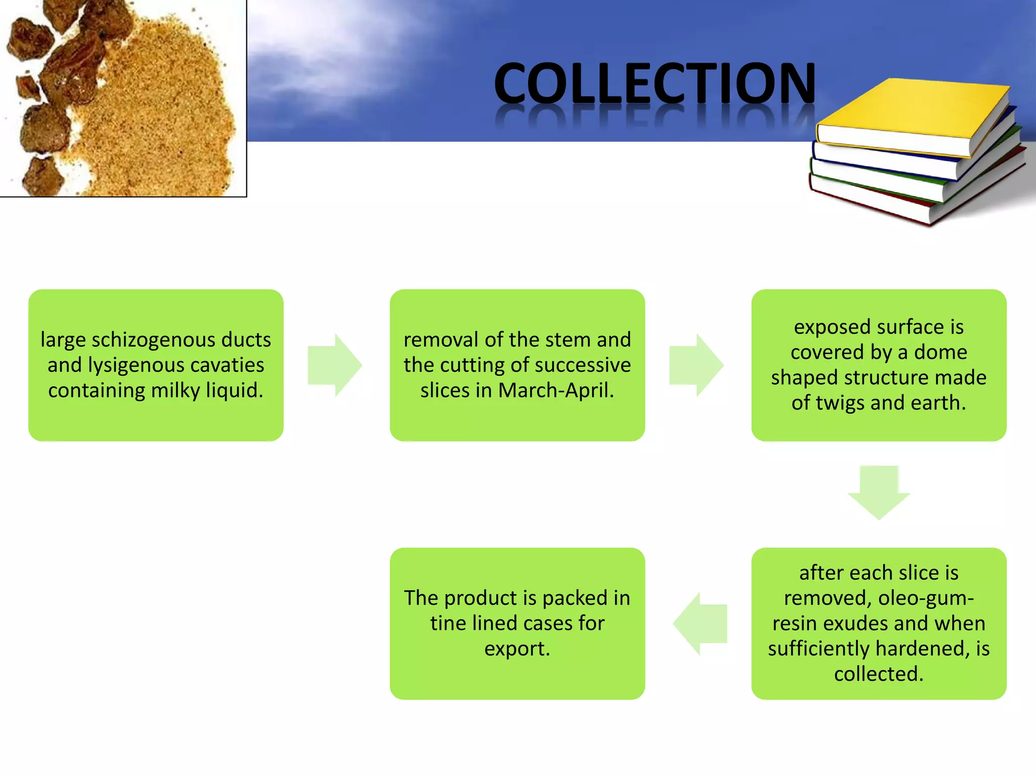 COLLECTION

large schizogenous ducts
and lysigenous cavaties
containing milky liquid.

removal of the stem and
the cutting of successive
slices in March-April.

exposed surface is
covered by a dome
shaped structure made
of twigs and earth.

The product is packed in
tine lined cases for
export.

after each slice is
removed, oleo-gumresin exudes and when
sufficiently hardened, is
collected.

 