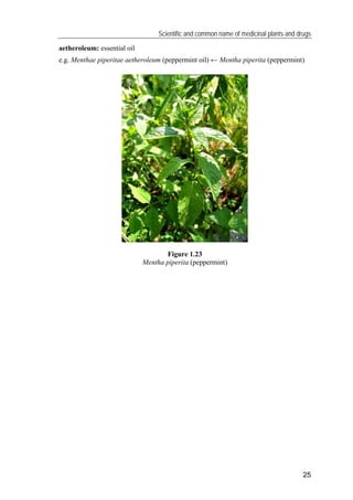 Scientific and common name of medicinal plants and drugs
27
lignum: wood
e.g. Juniperi lignum (juniper wood) ← Juniperus c...