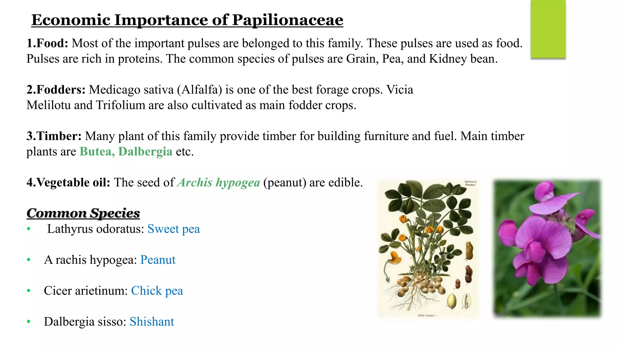 Pharmacognosy Leguminosae family | PPTX