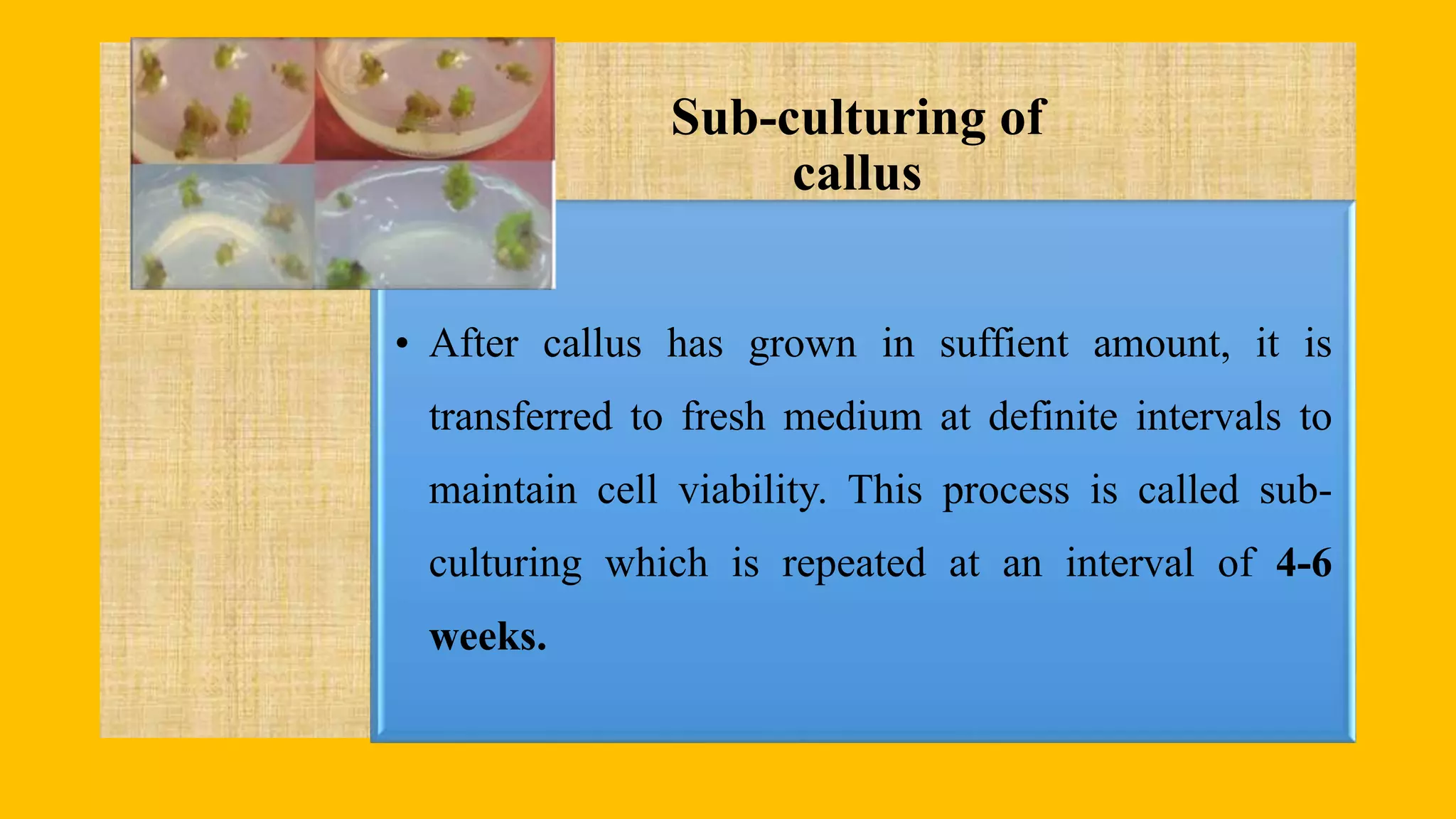 Sub-culturing of
callus
• After callus has grown in suffient amount, it is
transferred to fresh medium at definite intervals to
maintain cell viability. This process is called sub-
culturing which is repeated at an interval of 4-6
weeks.
 