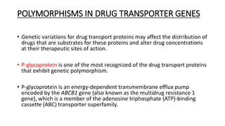 POLYMORPHISMS IN DRUG TRANSPORTER GENES
• Genetic variations for drug transport proteins may affect the distribution of
drugs that are substrates for these proteins and alter drug concentrations
at their therapeutic sites of action.
• P-glycoprotein is one of the most recognized of the drug transport proteins
that exhibit genetic polymorphism.
• P-glycoprotein is an energy-dependent transmembrane efflux pump
encoded by the ABCB1 gene (also known as the multidrug resistance 1
gene), which is a member of the adenosine triphosphate (ATP)-binding
cassette (ABC) transporter superfamily.
 