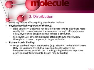 2. Distribution
• Some key factors affecting drug distribution include:
• Physicochemical Properties of the Drug:
– Lipid Solubility: Lipophilic (fat-soluble) drugs tend to distribute more
readily into tissues because they can pass through cell membranes
easily. Hydrophilic drugs may have limited distribution.
– Molecular Size: Smaller molecules often distribute more widely
throughout tissues compared to larger molecules.
• Plasma Protein Binding:
– Drugs can bind to plasma proteins (e.g., albumin) in the bloodstream.
Only the unbound (free) drug is generally able to leave the
bloodstream and enter tissues. If a drug is highly bound to plasma
proteins, its distribution into tissues may be limited.
 