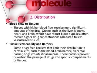 2. Distribution
• Blood Flow to Tissues:
– Tissues with higher blood flow receive more significant
amounts of the drug. Organs such as the liver, kidneys,
heart, and brain, which have robust blood supplies, often
receive higher drug concentrations compared to less
vascularized tissues.
• Tissue Permeability and Barriers:
– Some drugs face barriers that limit their distribution to
certain sites, such as the blood-brain barrier, placental
barrier, or gastrointestinal mucosa. These barriers prevent
or restrict the passage of drugs into specific compartments
or tissues.
 