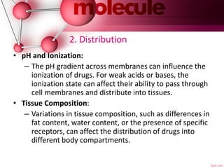 2. Distribution
• pH and Ionization:
– The pH gradient across membranes can influence the
ionization of drugs. For weak acids or bases, the
ionization state can affect their ability to pass through
cell membranes and distribute into tissues.
• Tissue Composition:
– Variations in tissue composition, such as differences in
fat content, water content, or the presence of specific
receptors, can affect the distribution of drugs into
different body compartments.
 