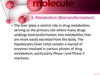 3. Metabolism (Biotransformation):
– The liver plays a central role in drug metabolism,
serving as the primary site where many drugs
undergo biotransformation into metabolites that
are more easily excreted from the body. The
hepatocytes (liver cells) contain a myriad of
enzymes involved in various phases of drug
metabolism, particularly Phase I and Phase II
reactions.
 