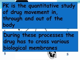 PK is the quantitative study
of drug movement in,
through and out of the
body
During these processes the
drug has to cross various
biological membranes
 