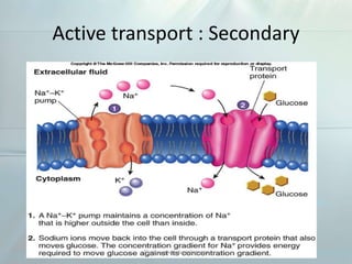 Active transport : Secondary
Visit us www.dentaltutor.in
 