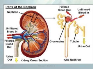 Visit us www.dentaltutor.in
 
