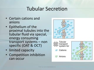 Tubular Secretion
• Certain cations and
anions
• Epithelium of the
proximal tubules into the
tubular fluid via special,
energy consuming
transport systems – non
specific (OAT & OCT)
• limited capacity
• Competition inhibition
can occur
Visit us www.dentaltutor.in
 