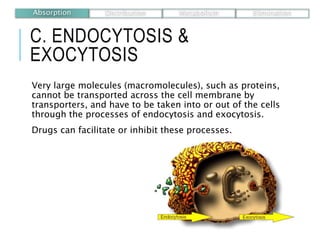 C. ENDOCYTOSIS &
EXOCYTOSIS
Very large molecules (macromolecules), such as proteins,
cannot be transported across the cell membrane by
transporters, and have to be taken into or out of the cells
through the processes of endocytosis and exocytosis.
Drugs can facilitate or inhibit these processes.
Absorption Distribution Metabolism Elimination
 