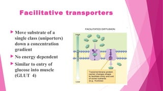 Facilitative transporters
 Move substrate of a
single class (uniporters)
down a concentration
gradient
 No energy dependent
 Similar to entry of
glucose into muscle
(GLUT 4)
 
