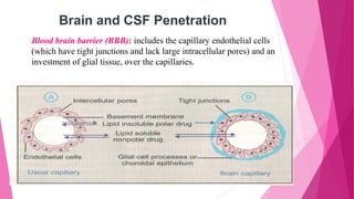 Blood brain barrier (BBB): includes the capillary endothelial cells
(which have tight junctions and lack large intracellular pores) and an
investment of glial tissue, over the capillaries.
Brain and CSF Penetration
 