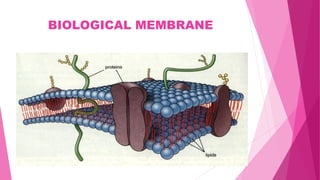 BIOLOGICAL MEMBRANE
 