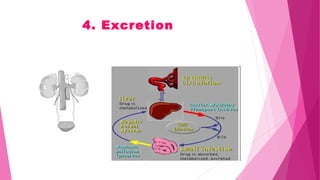 4. Excretion
 