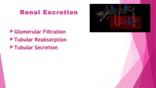 Renal Excretion
Glomerular Filtration
Tubular Reabsorption
Tubular Secretion
 