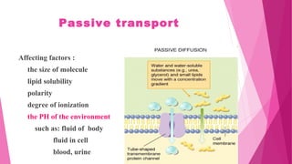 Passive transport
Affecting factors :
the size of molecule
lipid solubility
polarity
degree of ionization
the PH of the environment
such as: fluid of body
fluid in cell
blood, urine
 