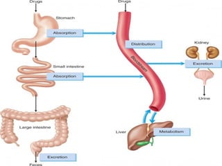 Pharmacokinetics