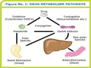 Pharmacokinetics