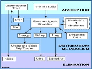Pharmacokinetics