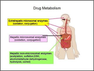 Pharmacokinetics