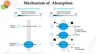 Mechanism of Absorption
 