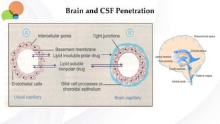 Brain and CSF Penetration
 