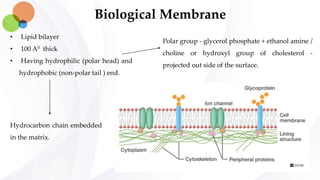 Biological Membrane
• Lipid bilayer
• 100 A0 thick
• Having hydrophilic (polar head) and
hydrophobic (non-polar tail ) end.
Polar group - glycerol phosphate + ethanol amine /
choline or hydroxyl group of cholesterol -
projected out side of the surface.
Hydrocarbon chain embedded
in the matrix.
 