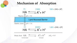 Mechanism of Absorption
 