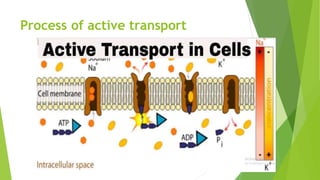 Process of active transport
 